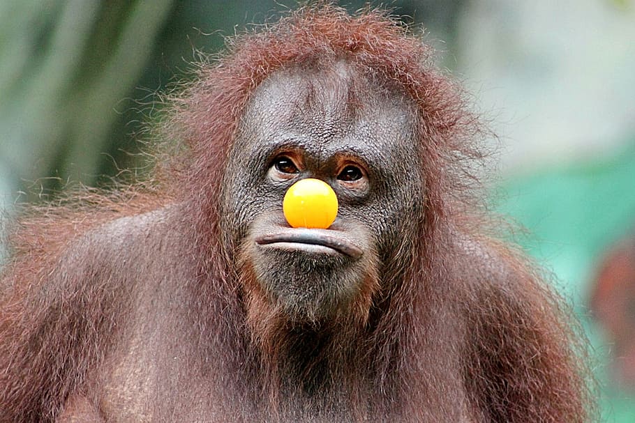 brown primate with yellow ball toy on its face, monkey, funny HD wallpaper