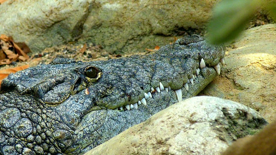 Crocodile, Lizard, Predator, cold blooded animals, dangerous HD wallpaper