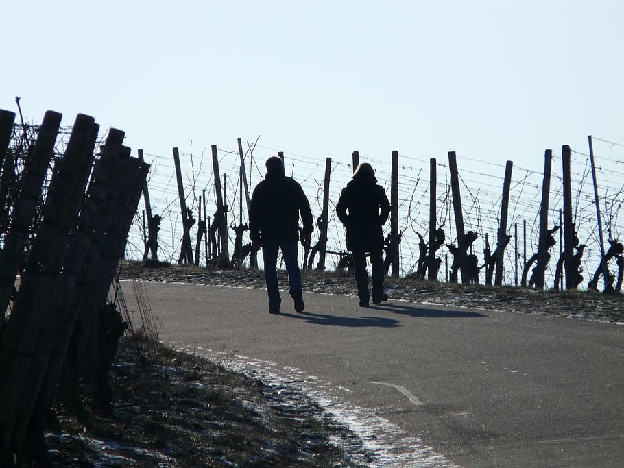 Vineyard, Winter, Winegrowing, hike, wanderer, wine road, people HD wallpaper