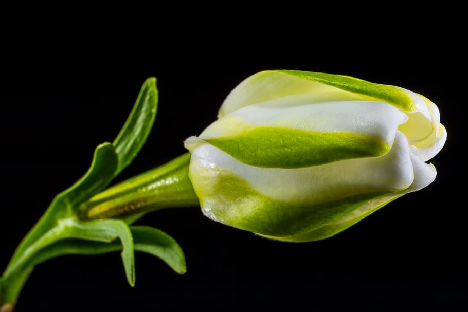 blossom, bloom, flower, white green, nature, plant, close-up, HD wallpaper