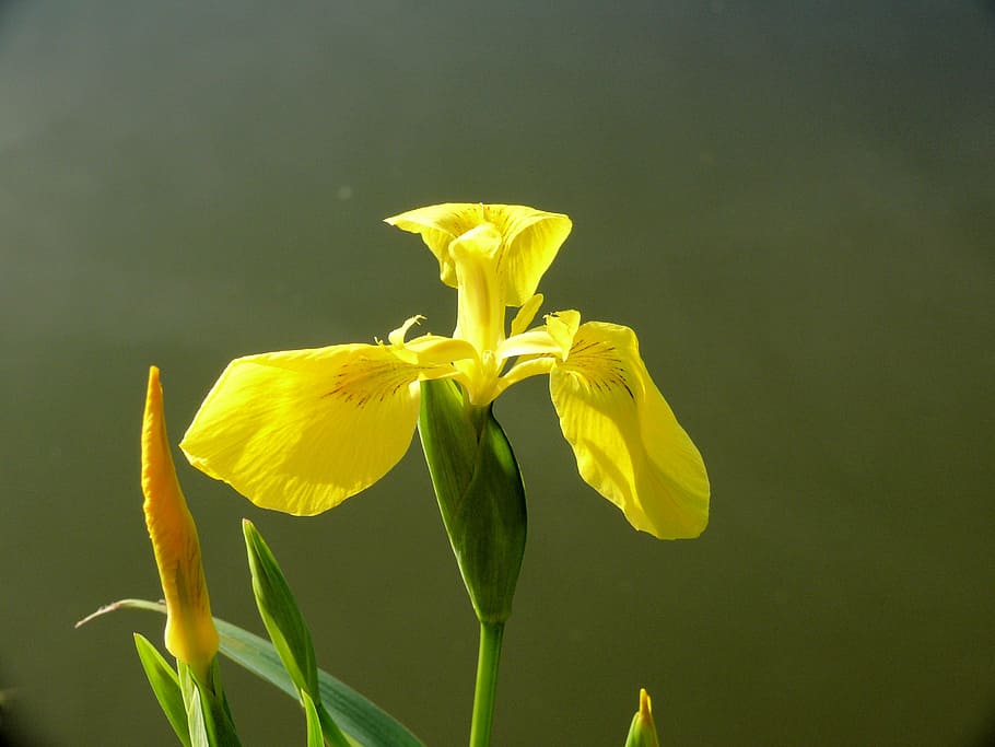 cattail, pond, flower, yellow, nature, garden, spring, plant