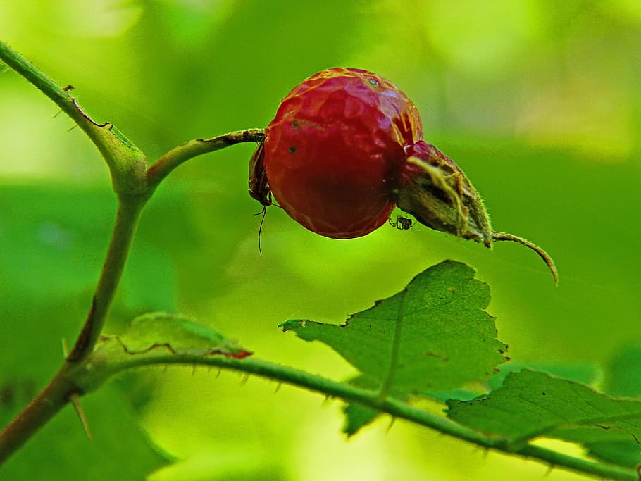 Red, Rose, Rose Hip, Bug, Spider, Insects, nature, garden, macro HD wallpaper