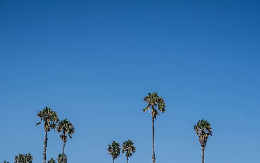 photo of green palm trees during daytime, palm trees under clear blue sky HD wallpaper