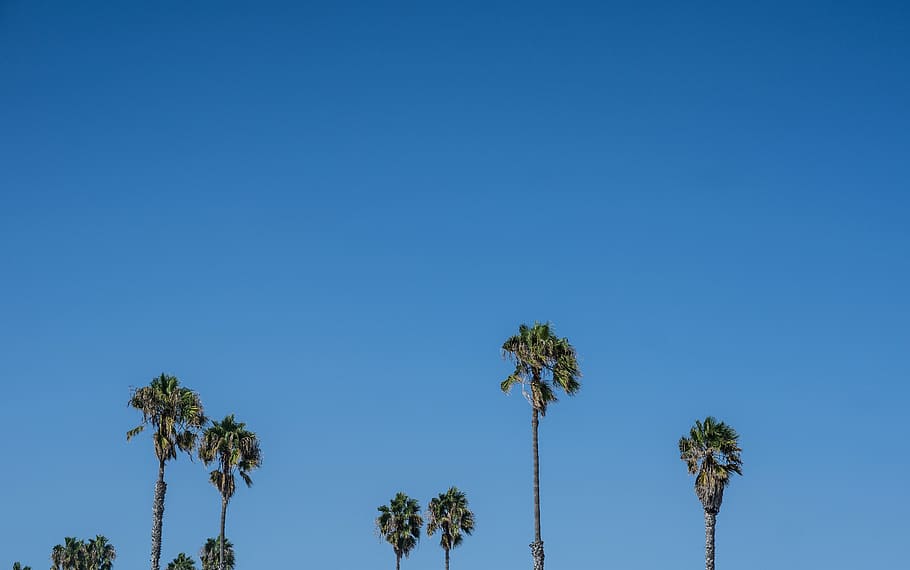 palm trees, sky, nature, blue, plant, clear sky, copy space HD wallpaper