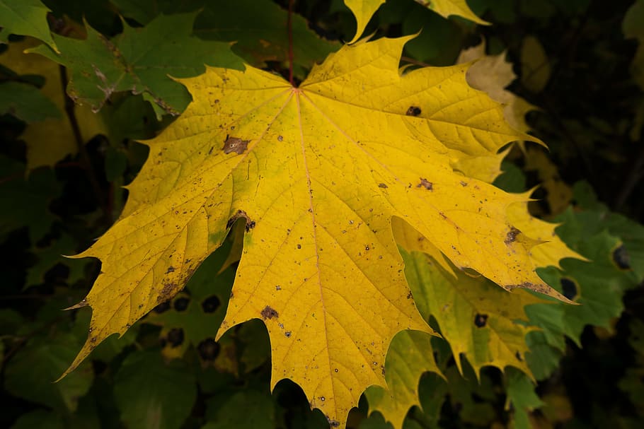 maple, autumn, leaf, yellow, green, leaves, coloring, bright HD wallpaper