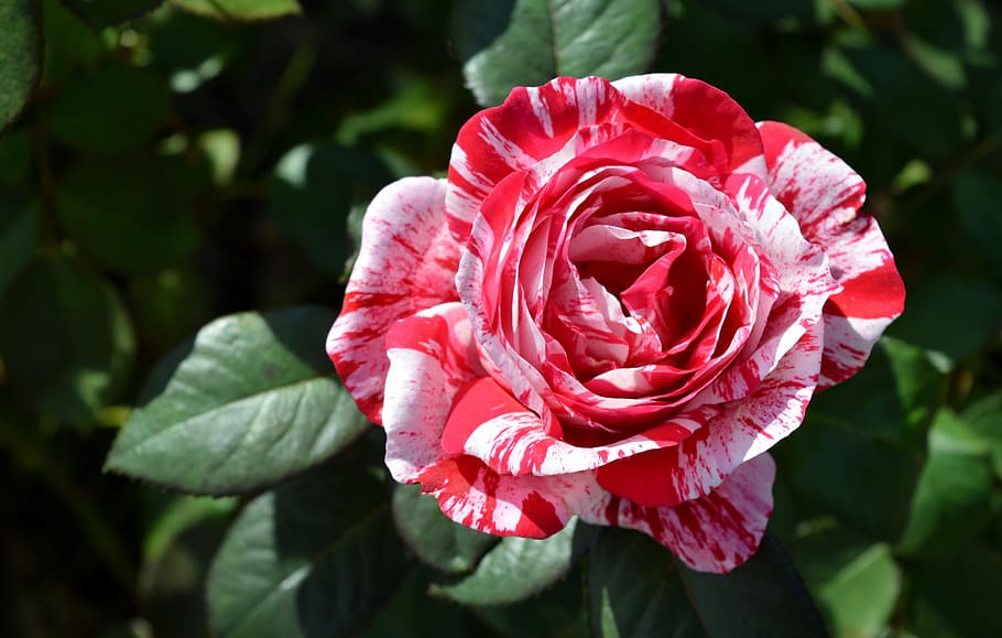 white and red petaled flower closeup photography, nature, plant HD wallpaper