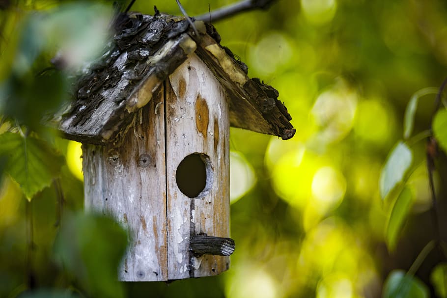 bokeh photography of brown birdhouse, bird feeder, tree, green HD wallpaper