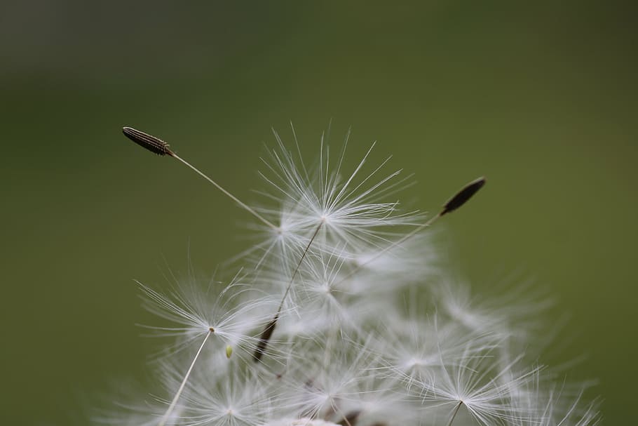 macro, dandelion, flower, nature, garden, fragility, vulnerability HD wallpaper