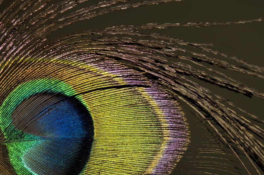 green, yellow, and brown peacock feather, close, colorful, one animal HD wallpaper