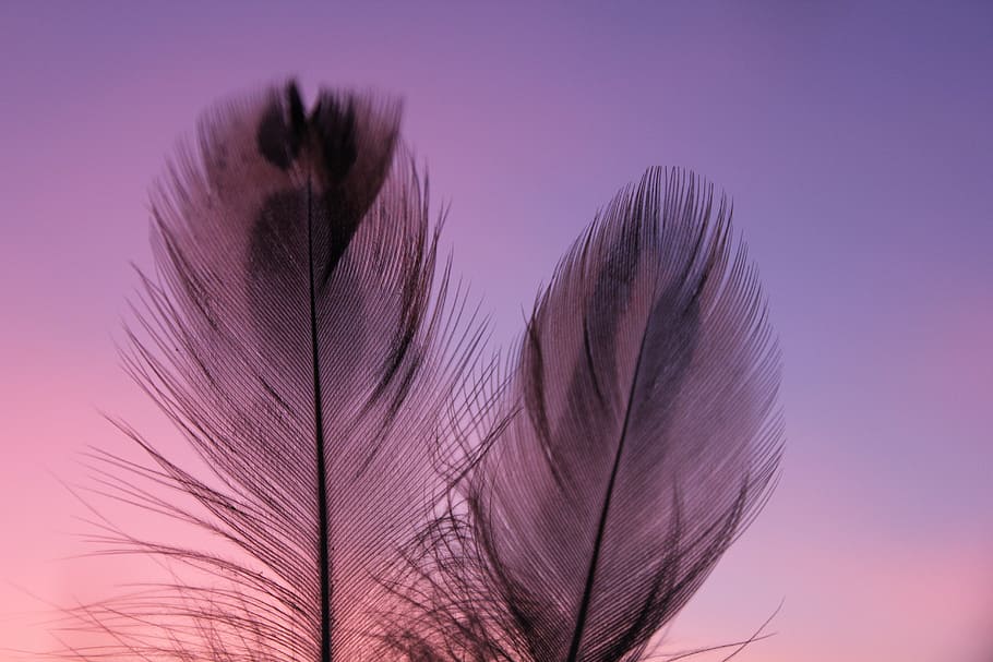 brown leafes, plumule, feathers, pen, subtlety, fine pen, nature HD wallpaper
