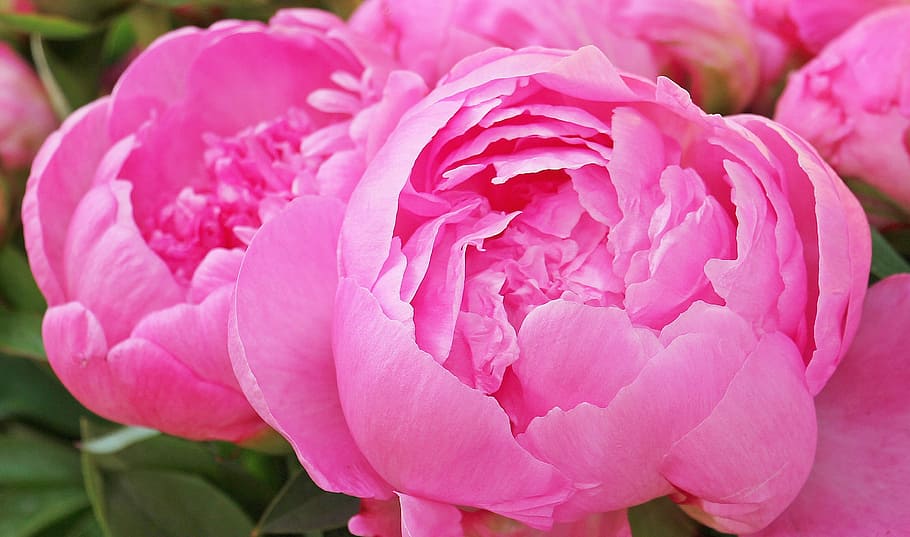 macro photography of pink flowers, peony, plant, spring, peony bud HD wallpaper