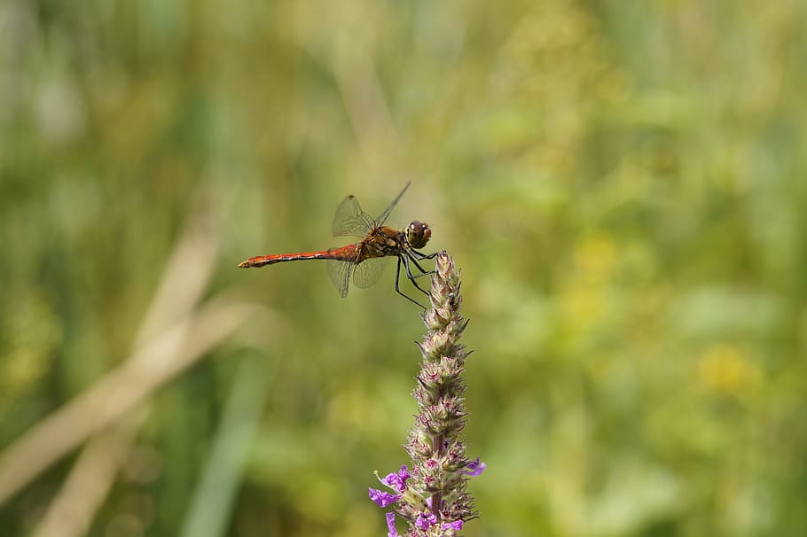 Dragonfly, Close, red, red dragonfly, macro, flight insect HD wallpaper