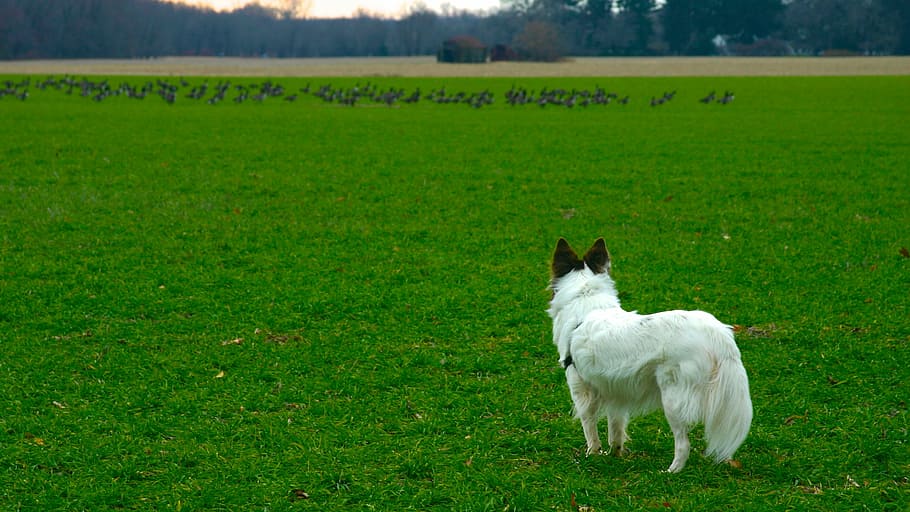 contemplating, chase, dog, geese, field, pasture, nature, grass HD wallpaper