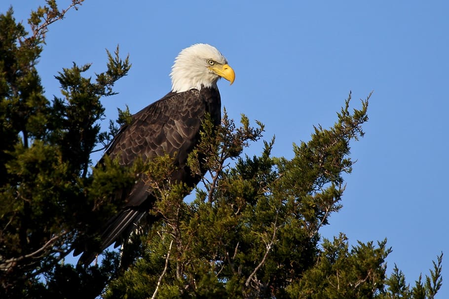 bald eagle, perched, raptor, bird, nature, wild, portrait, american HD wallpaper