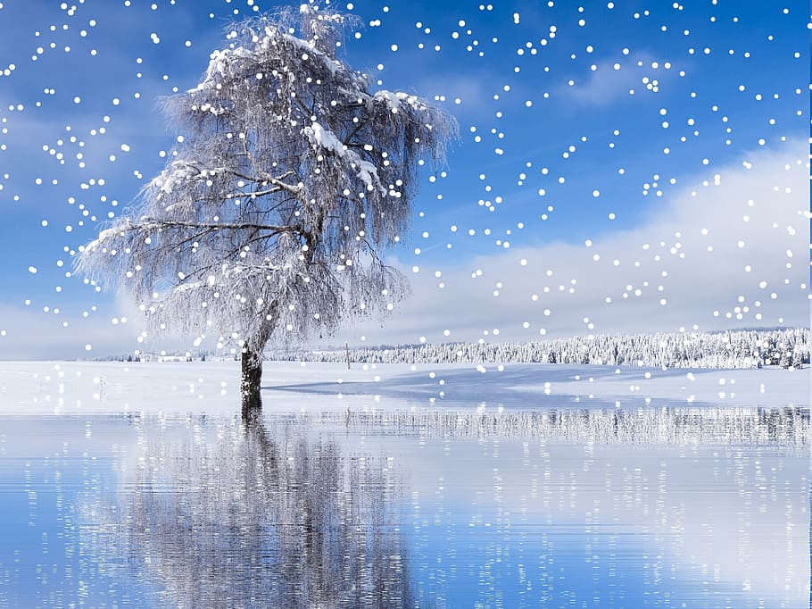 bare tree with snow, winter, snowfall, wintry, cold, christmas HD wallpaper