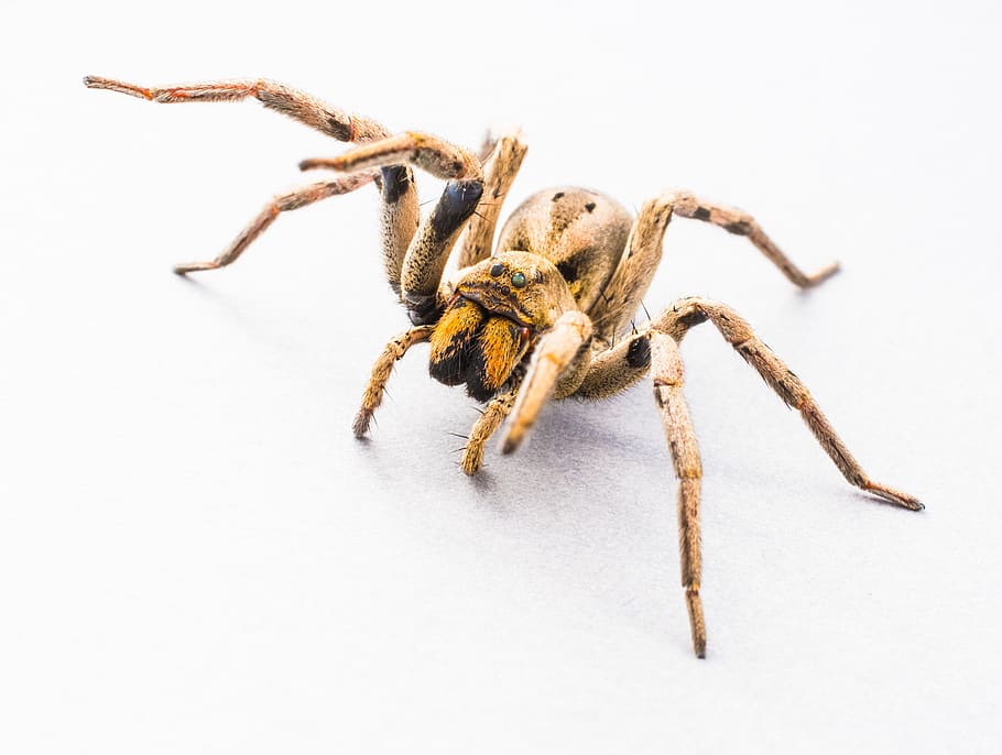 brown and black spider on white surface, arachnid, insect, close HD wallpaper