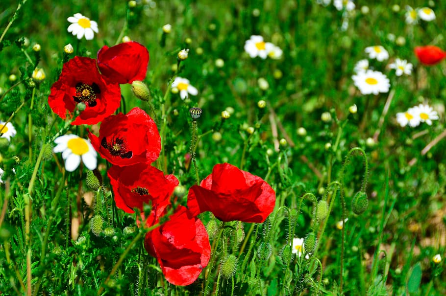 poppies, wild, spring, deep red, flower, flowering plant, freshness HD wallpaper