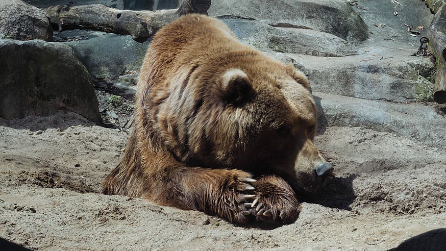 grizzly bear lying down, closeup photo of bear on brown sand HD wallpaper
