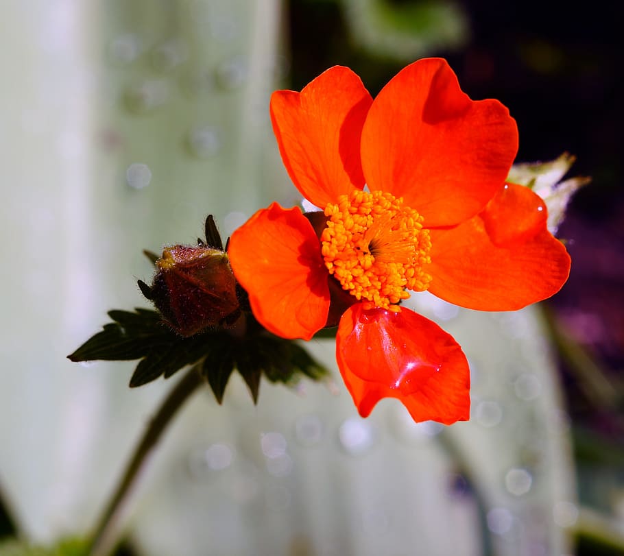 Blossom, Bloom, Macro, Garden, Flowers, feral strawberry, tender HD wallpaper