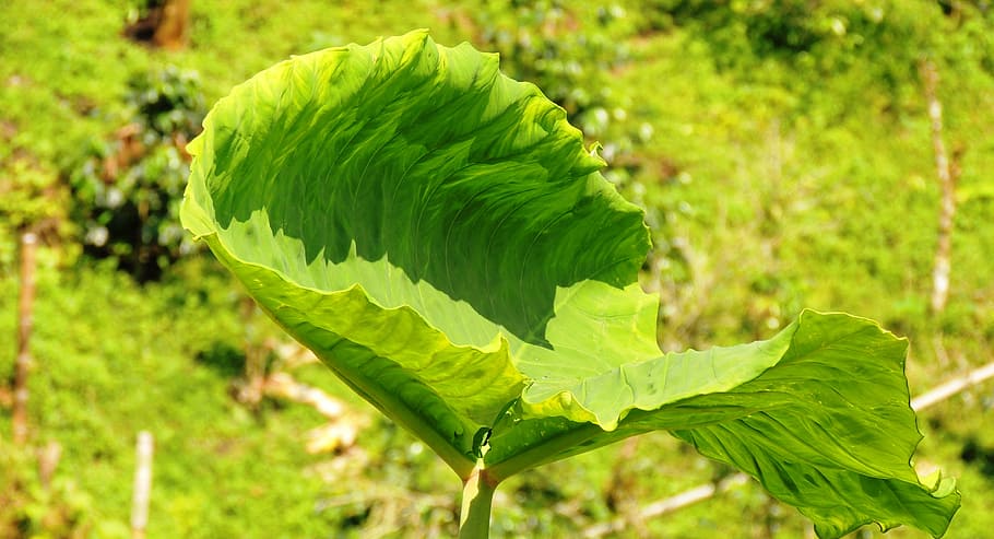 nature, leaf, bright, armenia, green color, plant part, growth HD wallpaper