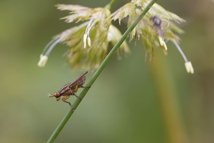 insect, nature, macro, hairy, fly, animals in the wild, animal themes HD wallpaper