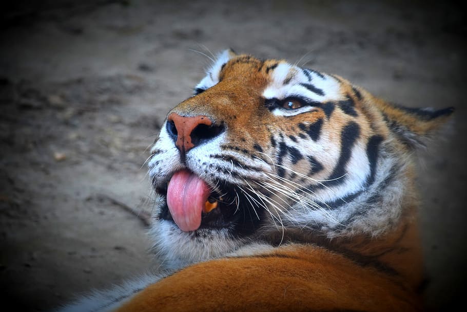Tiger, Language, Feline, Predator, one animal, animal themes HD wallpaper