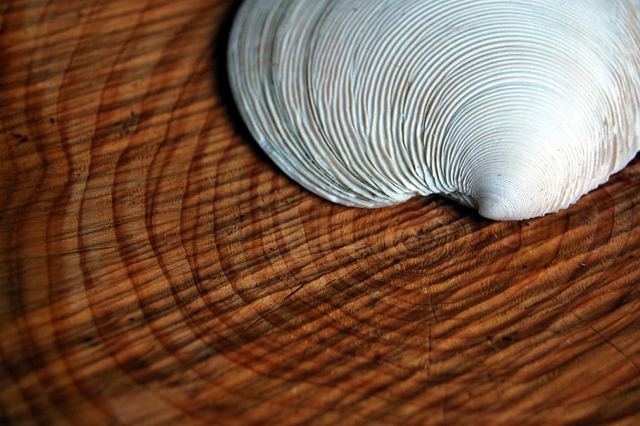 shell, tree, rings, annual rings, similarity, lines, close HD wallpaper