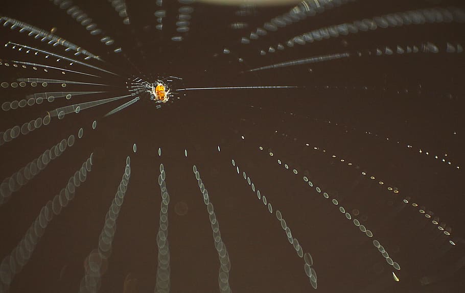 spider web, insect, socket, one animal, close-up, invertebrate HD wallpaper