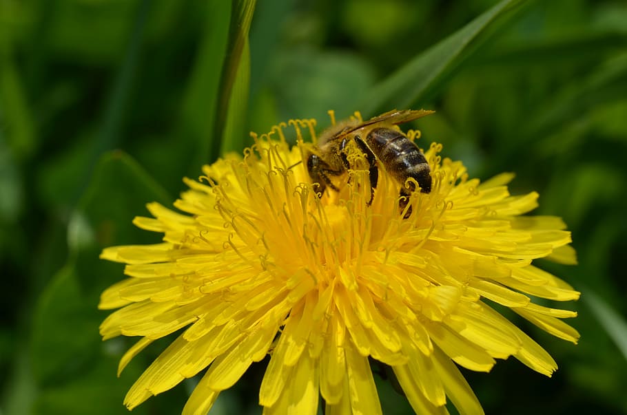 bee, dandelion, spring, flowers, macro, nature, plant, flowering plant HD wallpaper