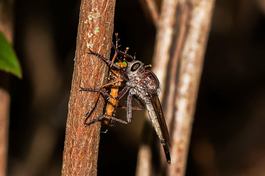 bug, insect, devouring, animal, insects, bugs, dragonfly, macro HD wallpaper