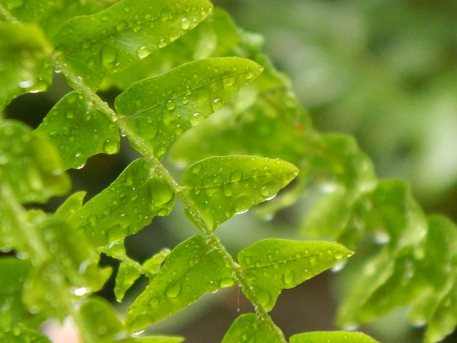 fern, wet, drops, rain, green color, leaf, water, plant part HD wallpaper