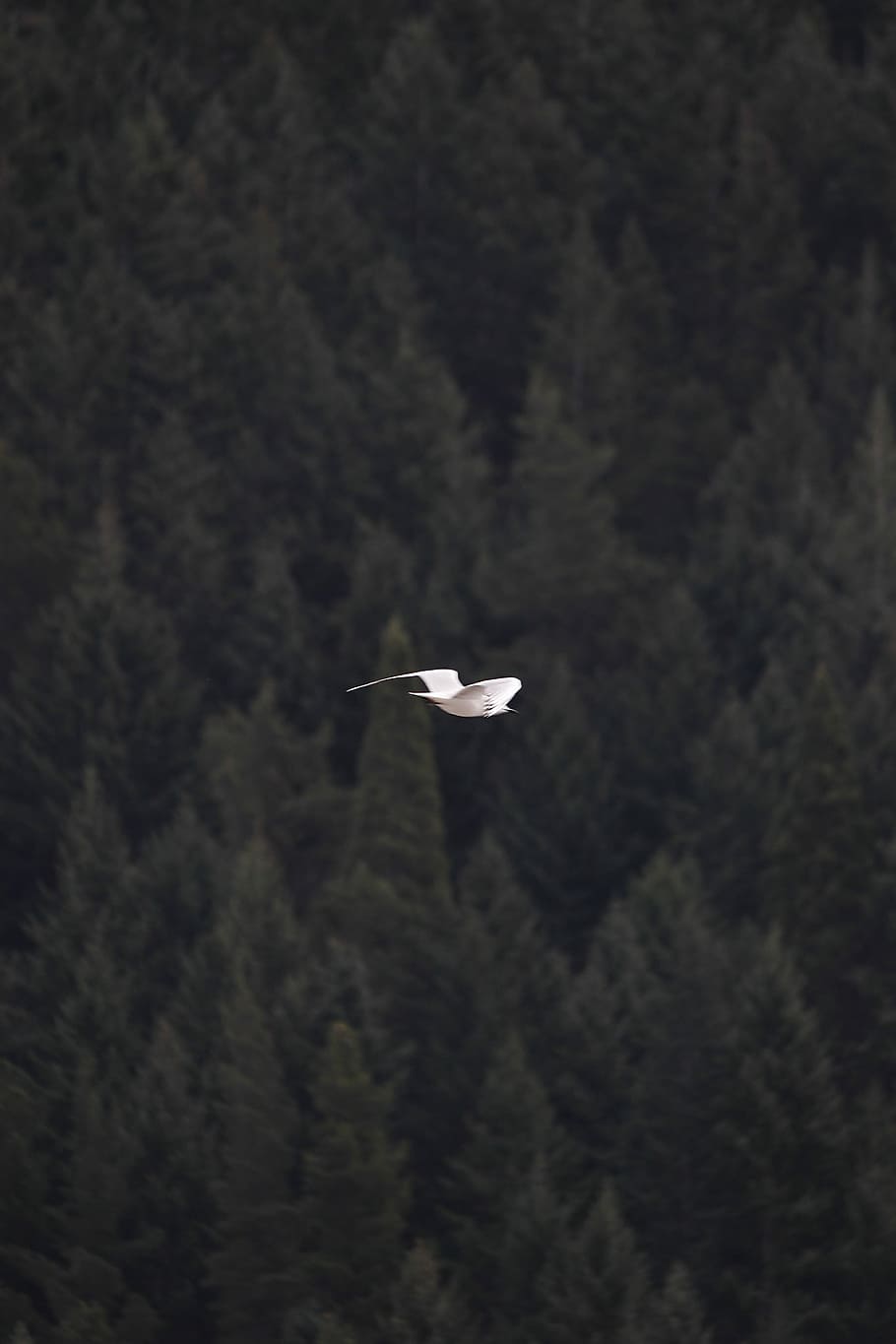 seagull at mid air, white bird flying above trees at daytime HD wallpaper