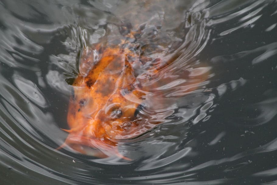 fish, koi, carp, toy, water, swimming, animal themes, no people HD wallpaper