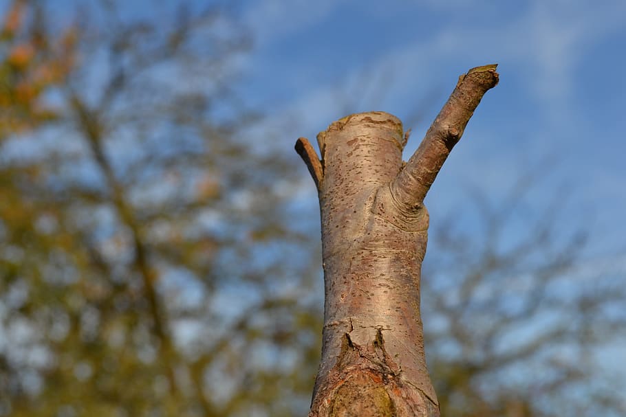 Tree Stump, Truncated, Trunk, truncated trunk, nature, blue sky HD wallpaper