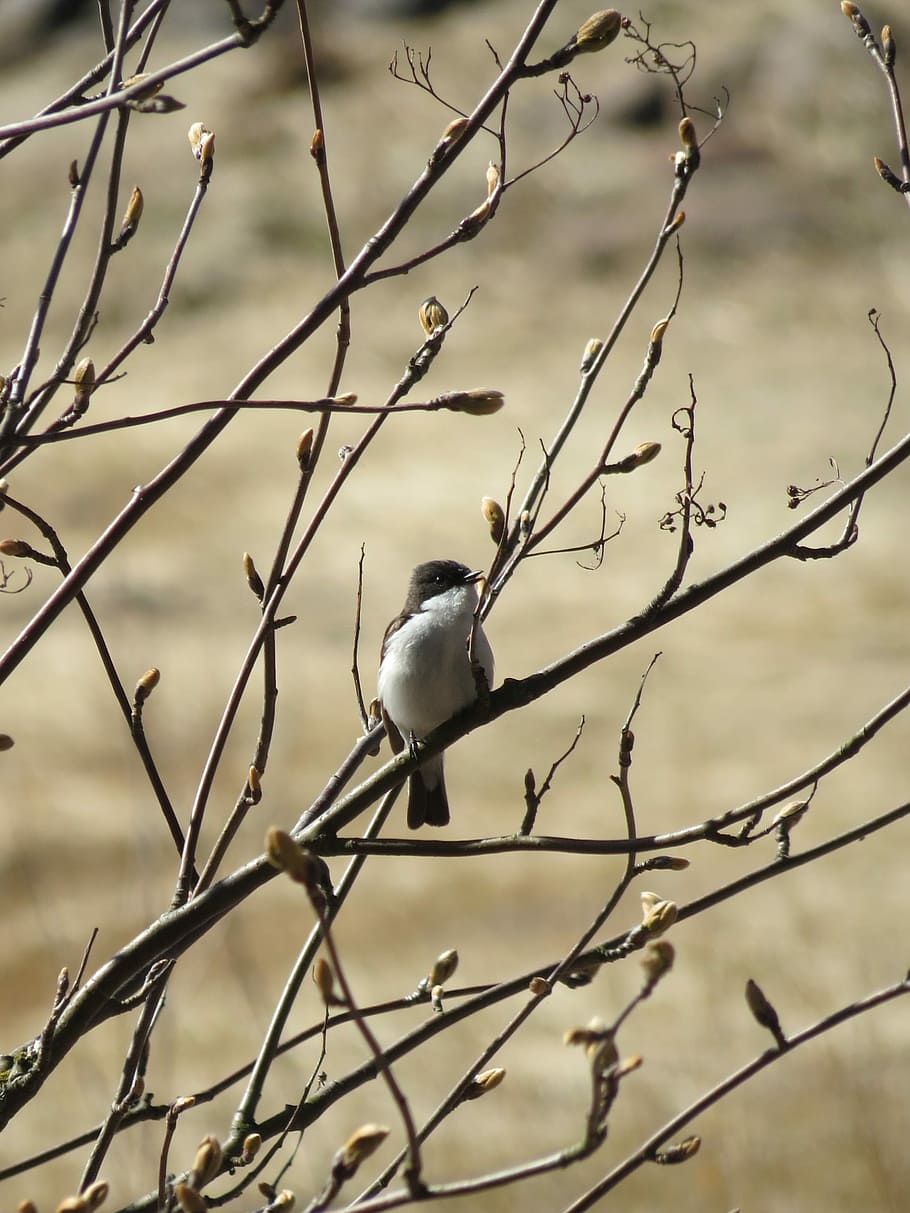 flycatcher, branches, tree, buds, spring, bird, a little bird HD wallpaper