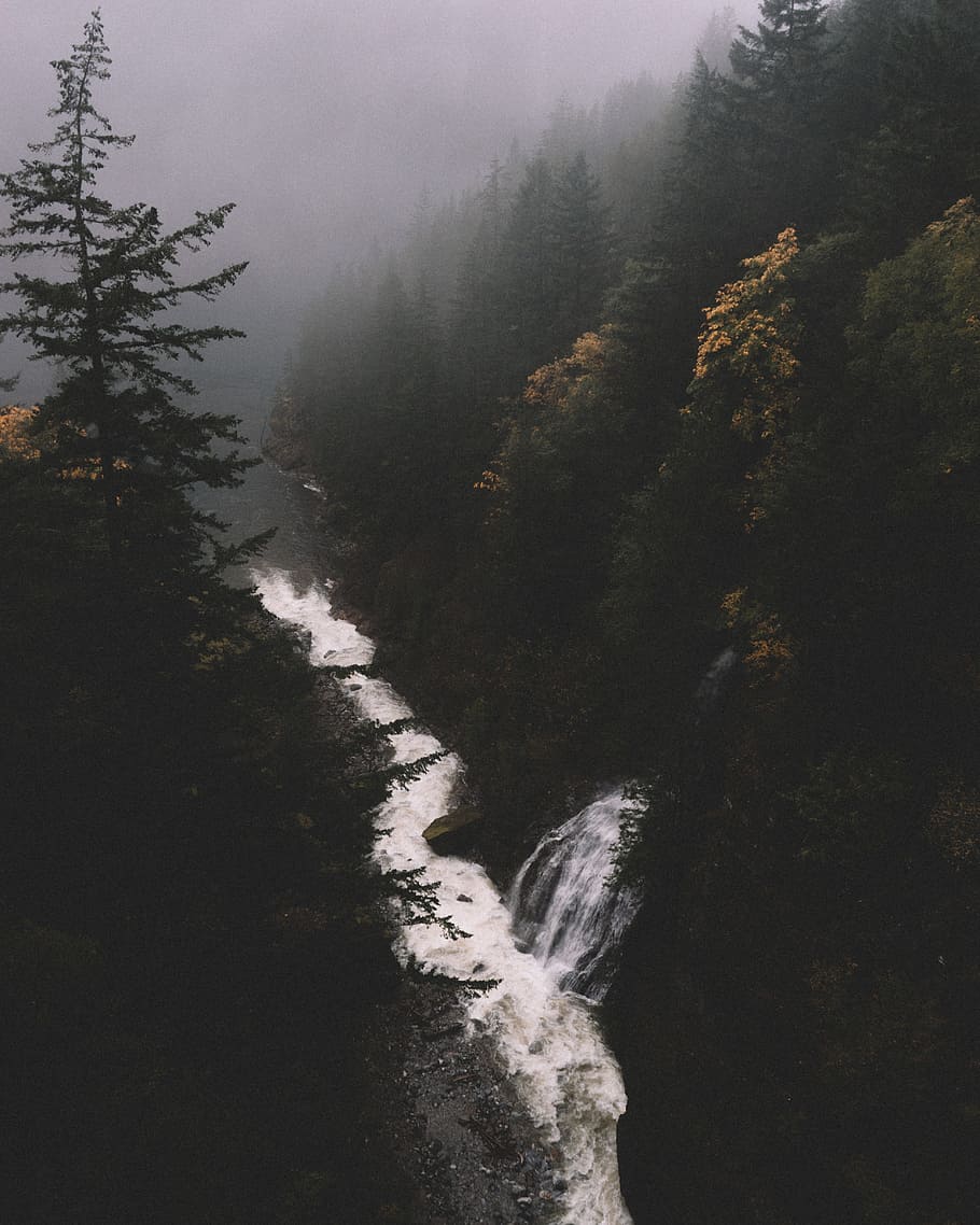 creek surrounded by trees at daytime, river covered with trees and fog HD wallpaper