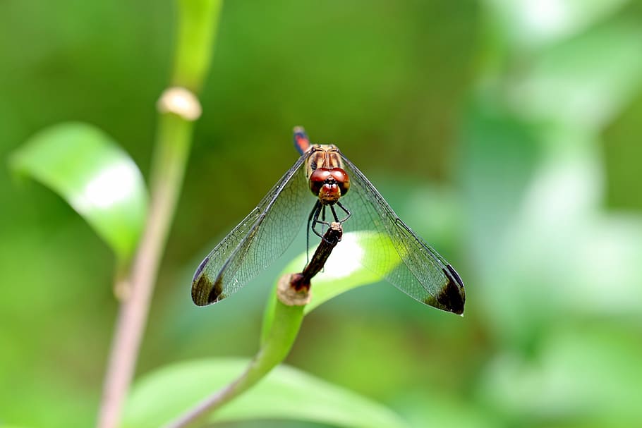 Nature, Forest, Insects, Dragonfly, landscape, park, arboretum HD wallpaper