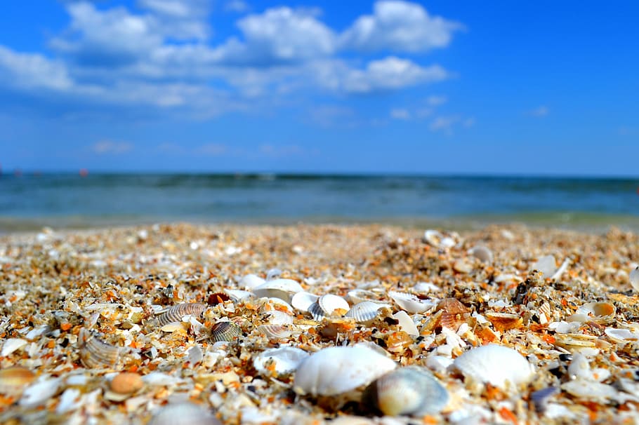 close-up photo of shells on shore, sea, seaside, ocean, nature HD wallpaper
