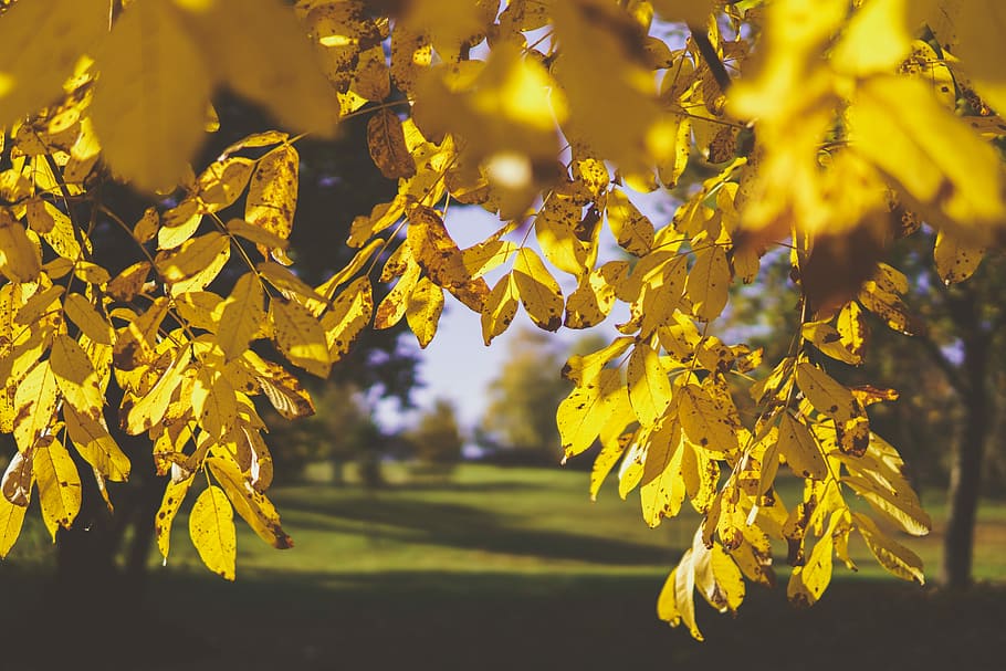 selective focus of yellow leaves, yellow leaf tree, autumn, fall HD wallpaper