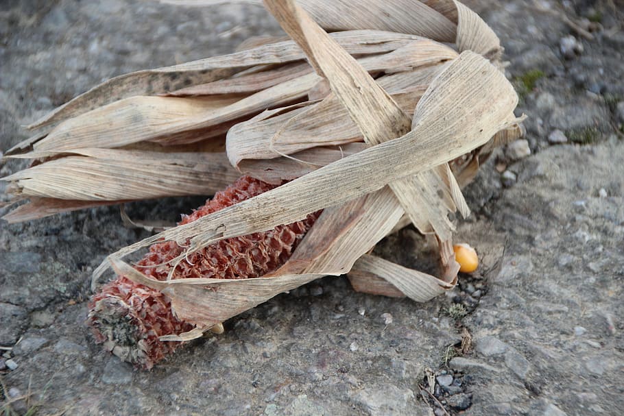 corn, withers, dry, autumn, harvest, corn plant, gm, food, wood - material HD wallpaper