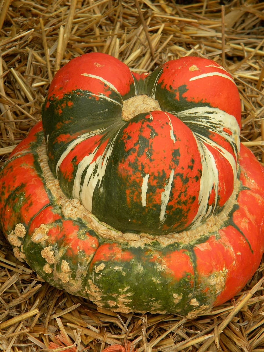 pumpkin, orange, autumn, october, fall, seasonal, thanksgiving HD wallpaper