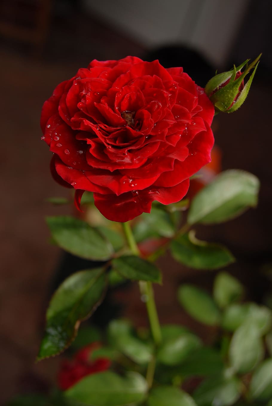 rosa, flower, flora, flowering plant, beauty in nature, red HD wallpaper