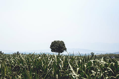 green grass field with trees, corn, background, nature, view HD wallpaper