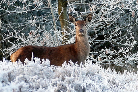 brown deer near tree, animals, nature, wild, wildlife, forest HD wallpaper