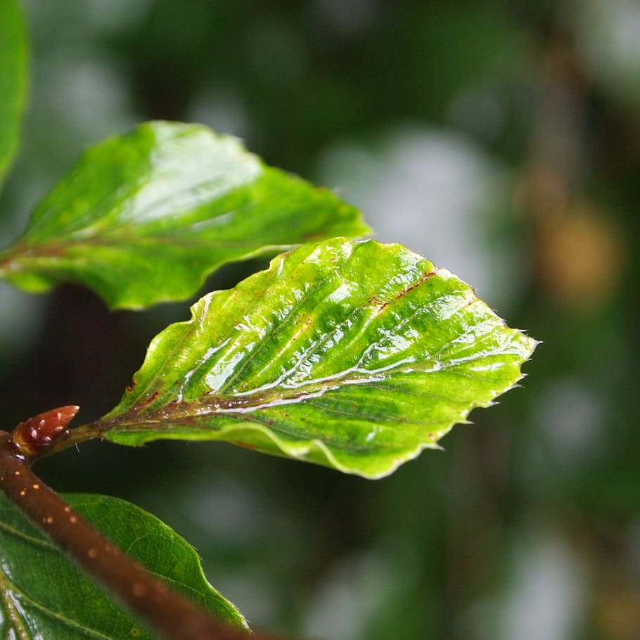 sheet, rain, tree, water, green, forest, summer, structure HD wallpaper