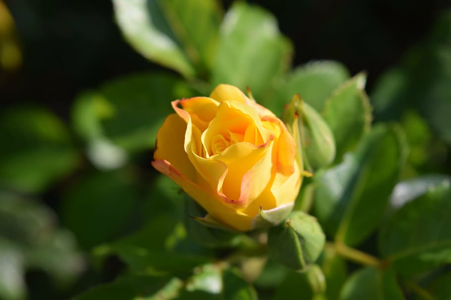 rose, yellow, blossom, bloom, close, flower, rose blooms, plant HD wallpaper