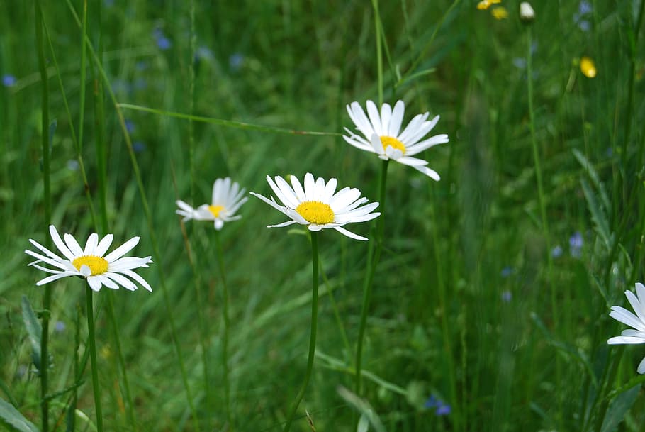 Daisies, Flowers, Meadow, Grass, Grass, Green, nature, daisy HD wallpaper