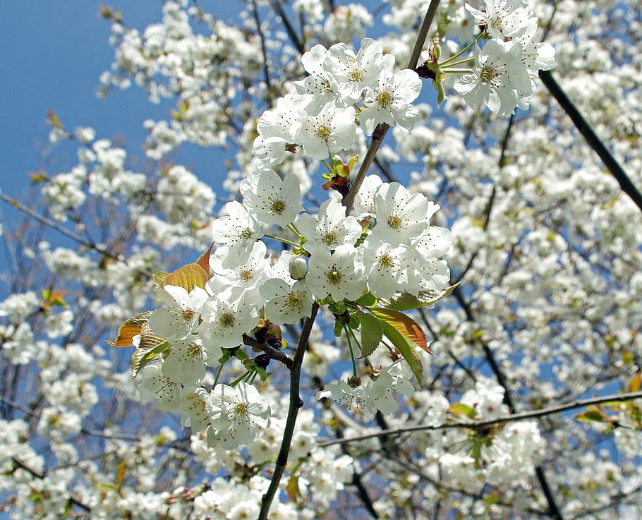 Cherry, Flowers, White, Spring, Blue Sky, flowering, fruit tree HD wallpaper