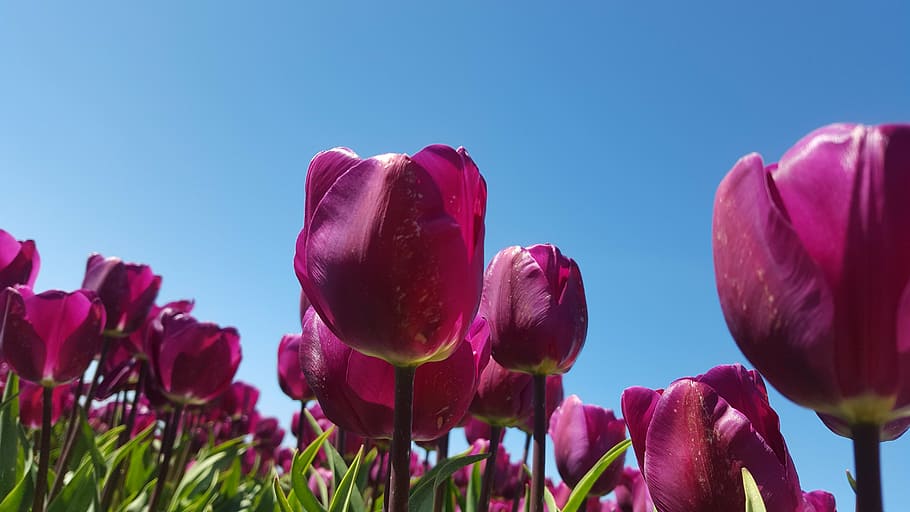 tulip, flowerbulbs, purple, flowering plant, freshness, beauty in nature HD wallpaper