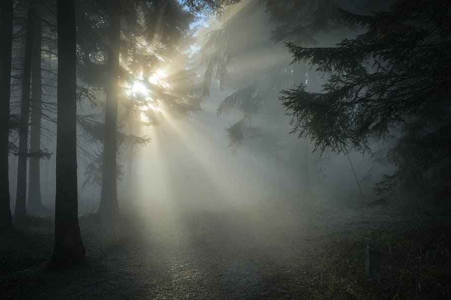 pine tree covered with fog taken at daytime, winter sun, so HD wallpaper